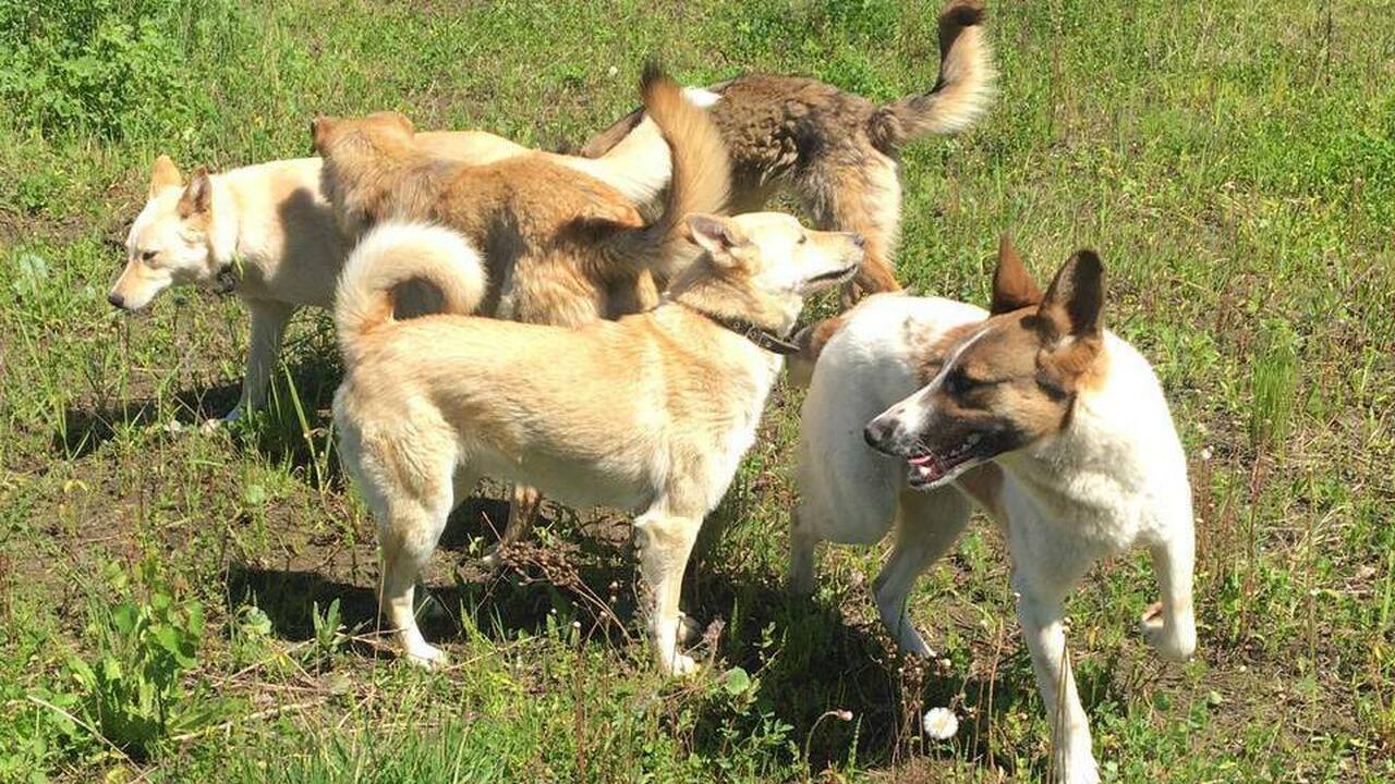 В Перми вновь пройдет акция «Собака-Обнимака»