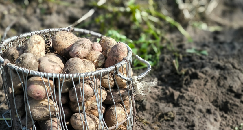 Не мусор, а помощник картофеля: пересыпаю клубни перед хранением — не прорастают даже в сырости