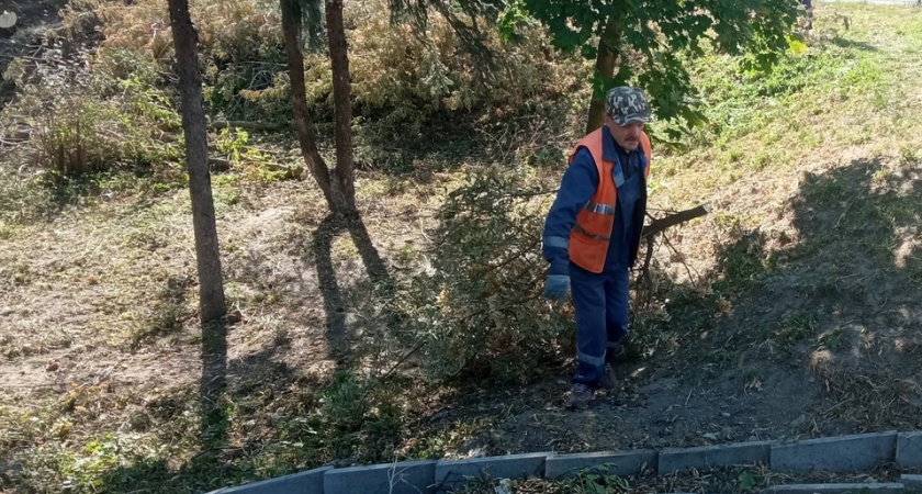 Во Владимире погибло 800 деревьев из-за изумрудной златки и ураганов в 2024 году