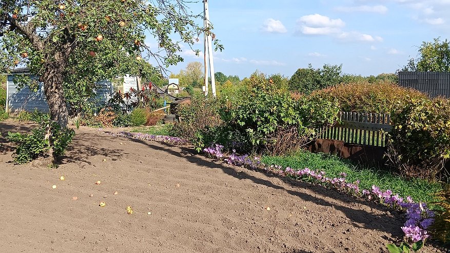 Плодородность земли вырастет в разы: после выкопки лука и чеснока внесите в почву это народное удобрение