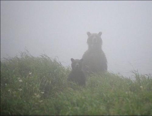 Медведи напали на двух собак на Камчатке