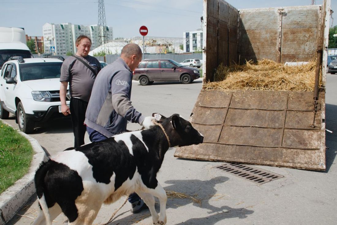 Пензенский ветеринарный надзор выписал аграриям штрафов почти на миллион