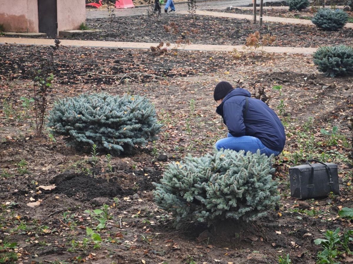 В Фурманове подрядчик обратился в органы, не обнаружив на утро только что посаженную ель