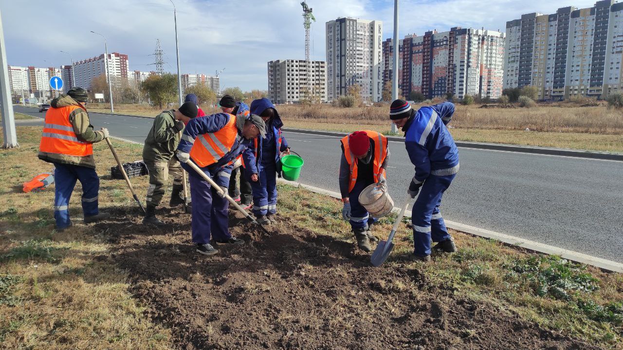 Клумбы Оренбурга засеют десятками тысяч тюльпанов