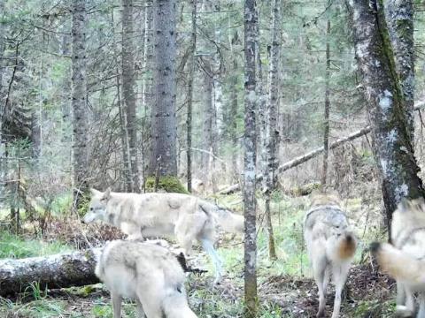 Самую большую за время наблюдений стаю из восьми волков запечатлели в &quot;Шушенском бору&quot;