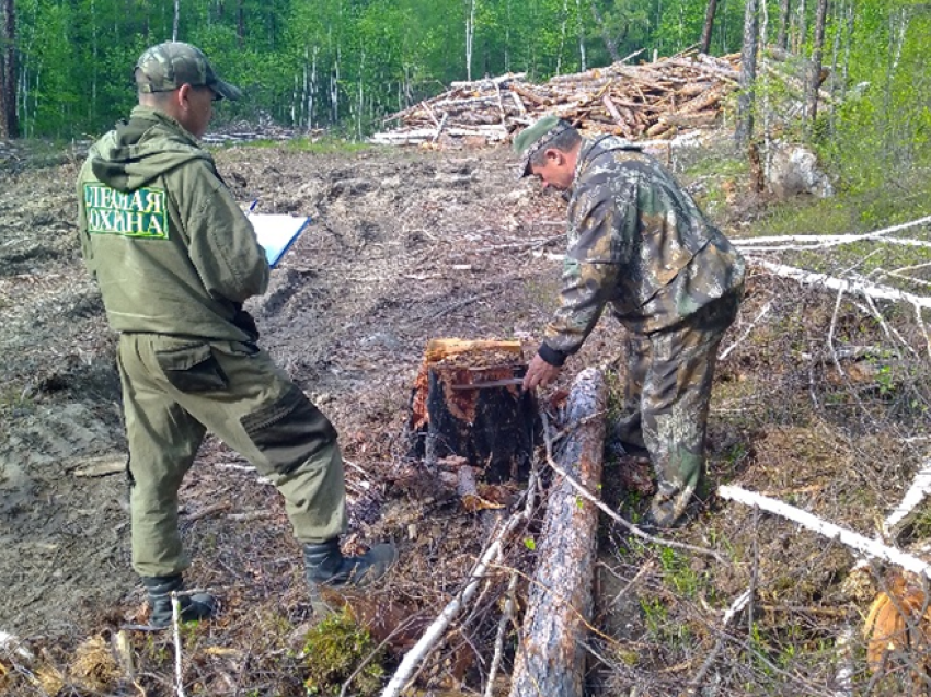 Более 800 кубометров леса на 3 млн рублей незаконно вырубили в Забайкалье за неделю