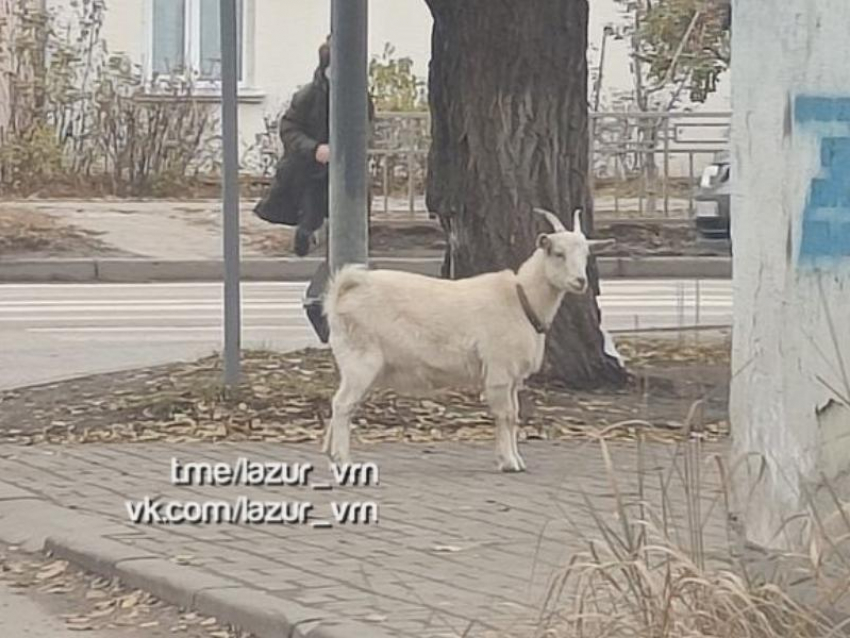 Рогатый «кавалер» стал беглецом в Воронеже