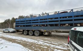 В Курганской области остановили фуру с 50 подозрительными коровами