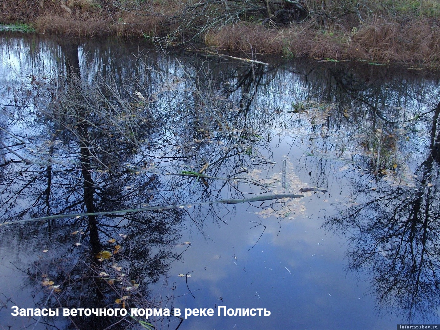 Бобры в Полистовском заповеднике активно возводят плотины