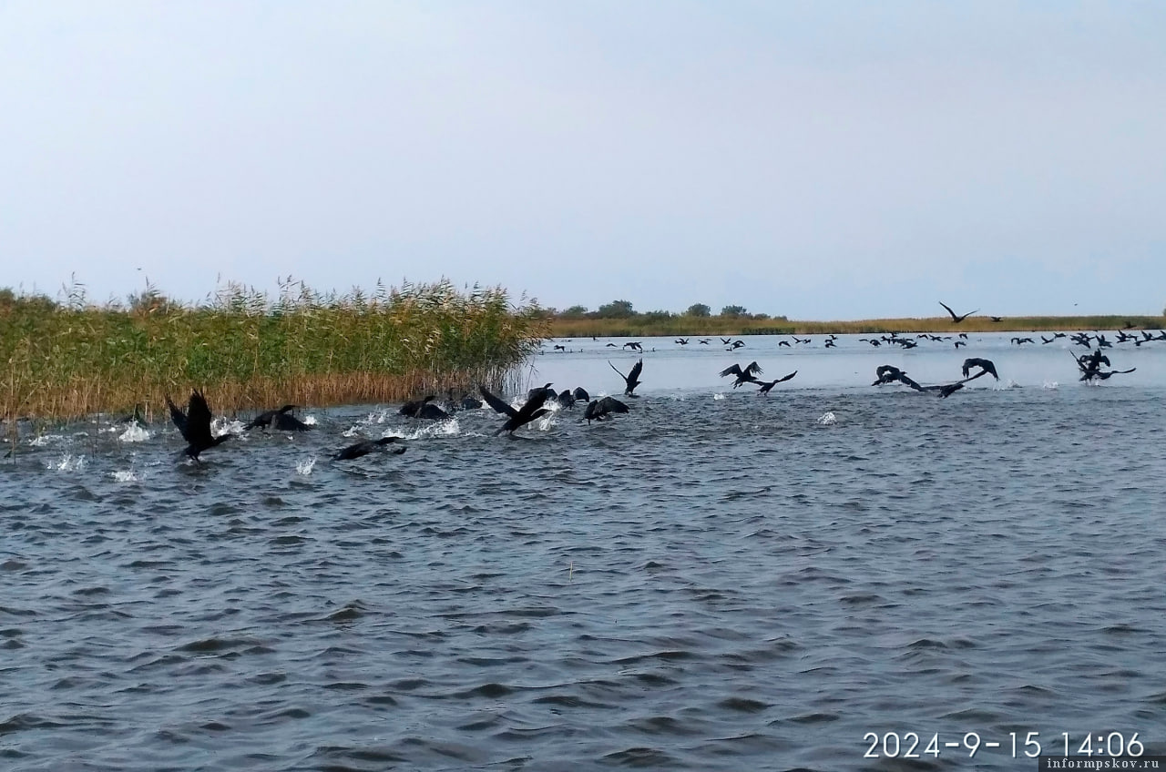 В шаге от катастрофы: бакланы заполонили псковские водоёмы