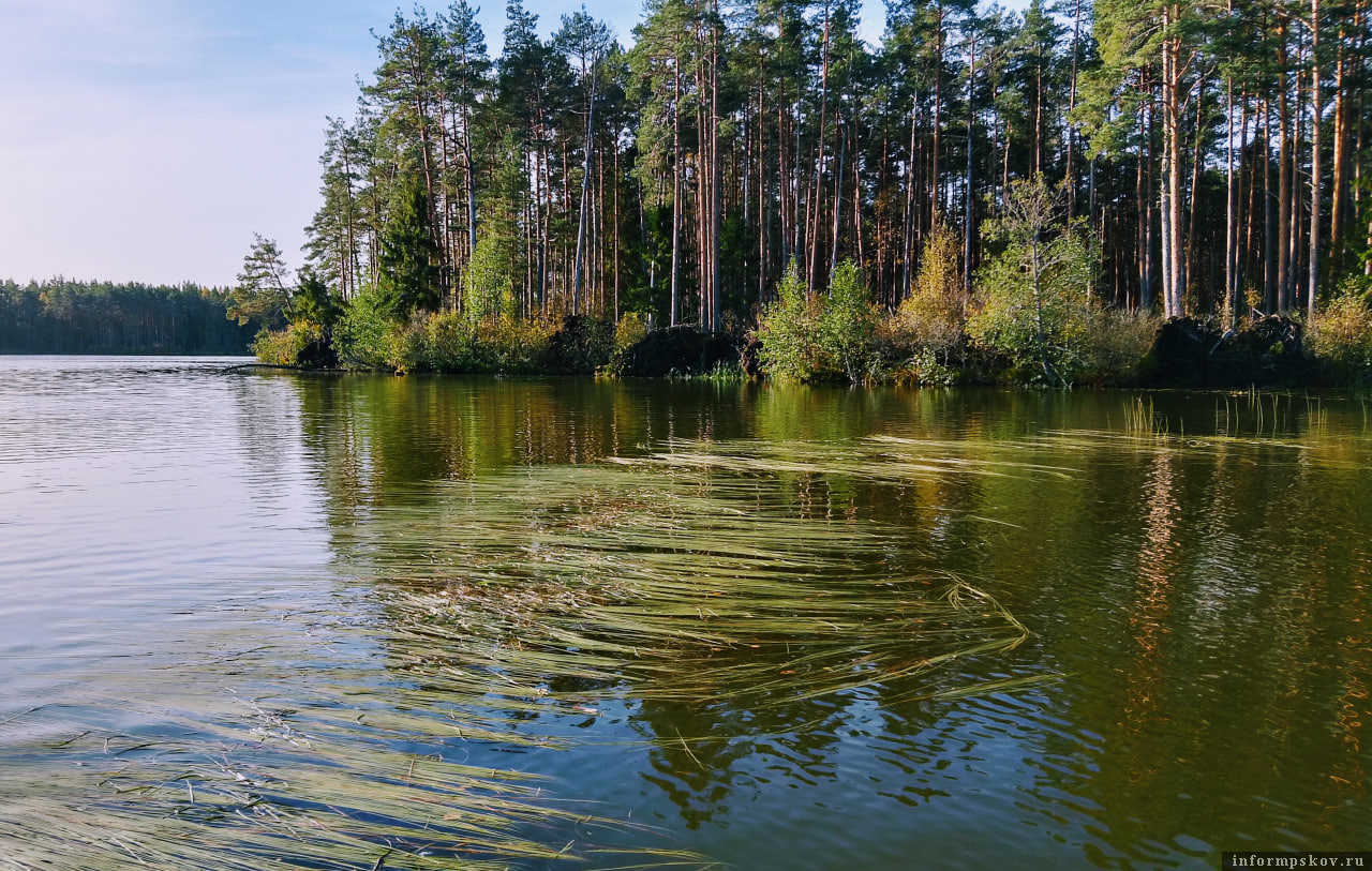 В шаге от катастрофы: бакланы заполонили псковские водоёмы