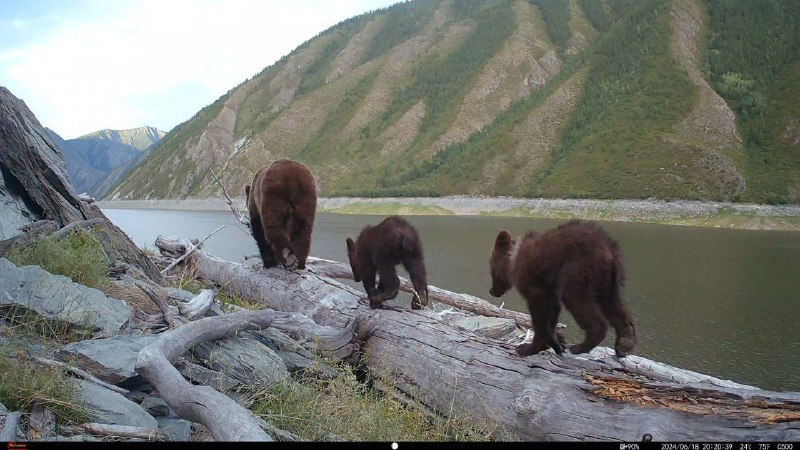 Медвежье семейство попало в объектив фотоловушки рядом с Хакасией